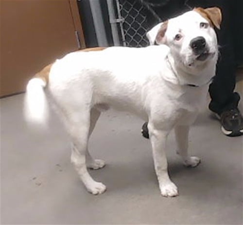 ALVIN - Australian Cattle Dog/Blue Heeler available for adoption