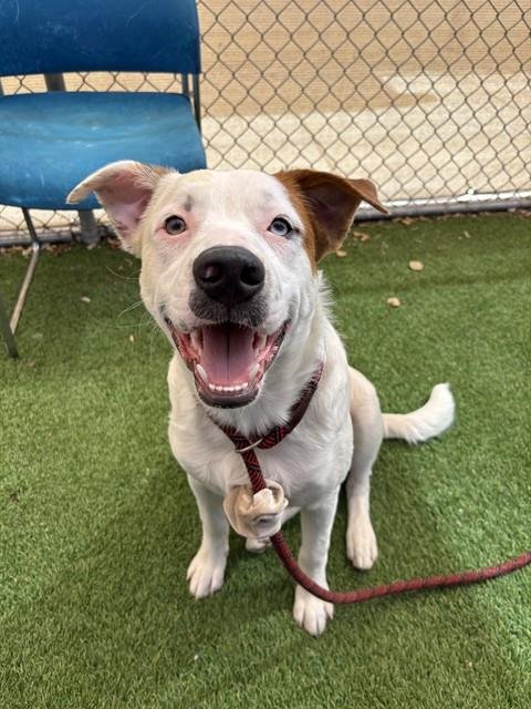 ALVIN - Australian Cattle Dog/Blue Heeler available for adoption