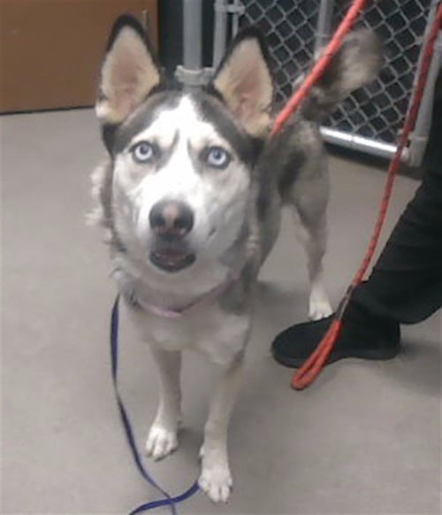 ICEE - Siberian Husky available for adoption