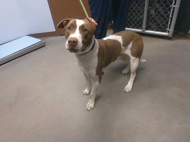 SUNRISE - American Pit Bull Terrier available for adoption