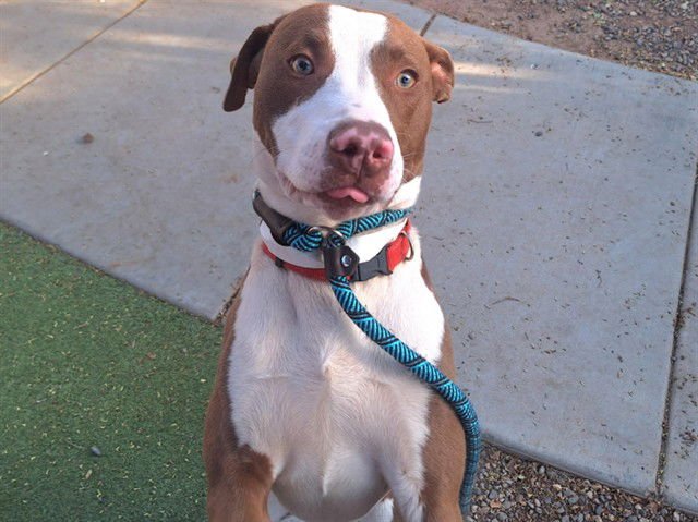 WRIGLEY - American Pit Bull Terrier available for adoption