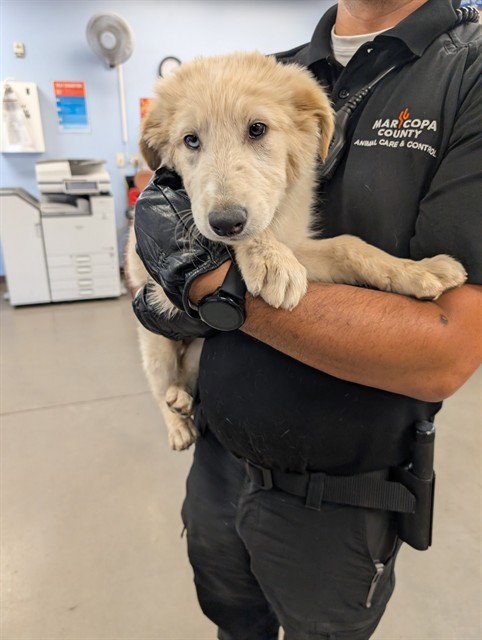 MIDAS - German Shepherd Dog / Siberian Husky available for adoption
