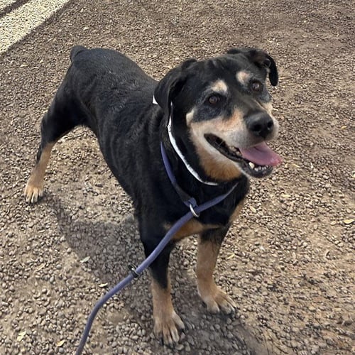 DORIS - Rottweiler available for adoption