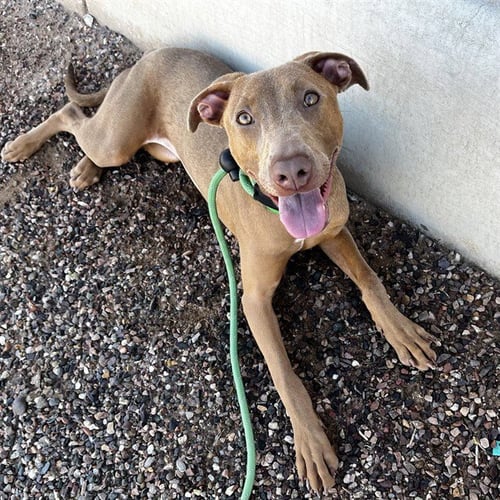 WINNIE - Vizsla available for adoption