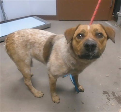 ZELDA - Australian Cattle Dog/Blue Heeler available for adoption