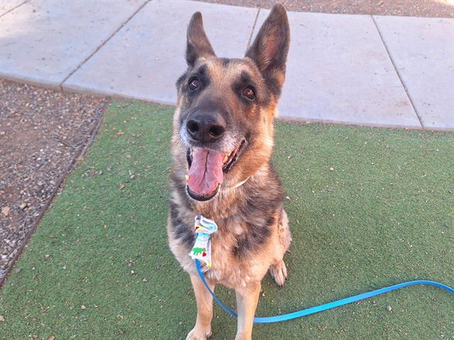 BLUE - German Shepherd Dog available for adoption