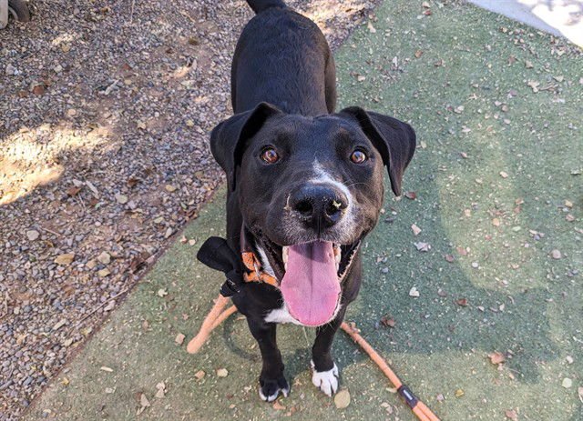 RIVER - Labrador Retriever available for adoption