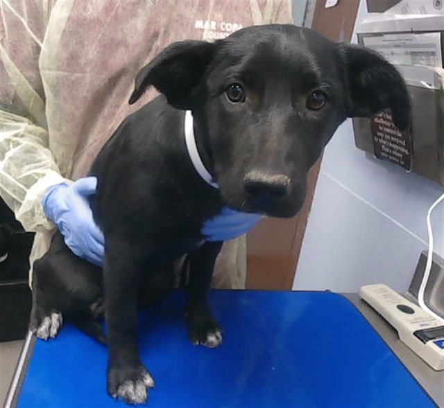 ROSALINA - Labrador Retriever available for adoption