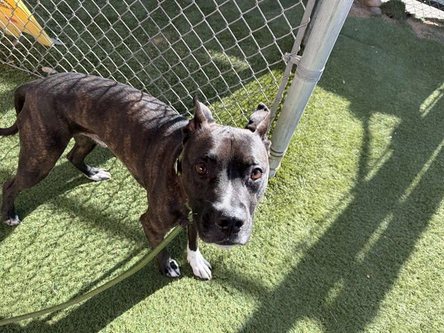 JACKSON - American Pit Bull Terrier / Labrador Retriever available for adoption