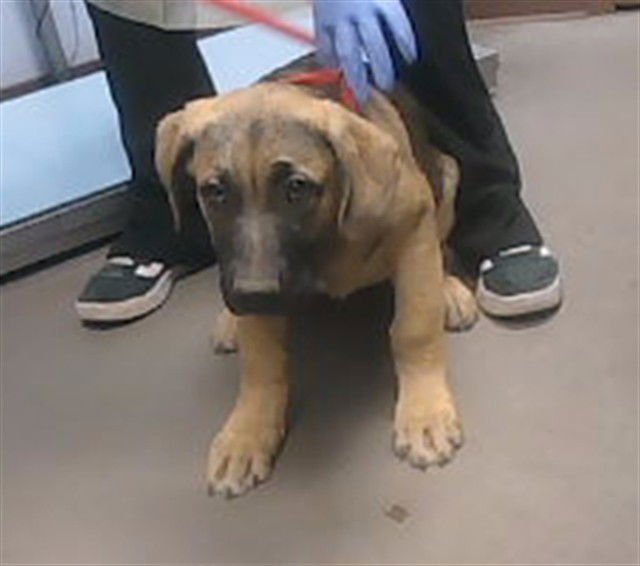 APOLLO - German Shepherd Dog available for adoption