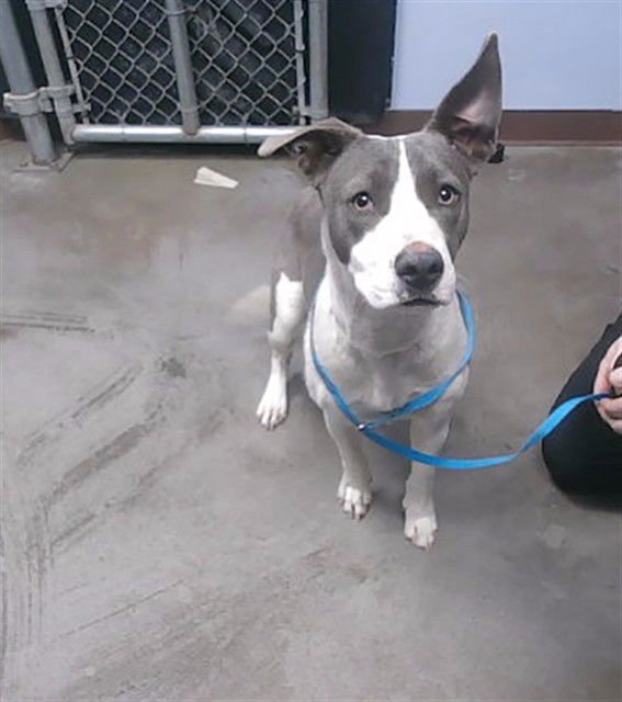 POPPINS - American Pit Bull Terrier available for adoption