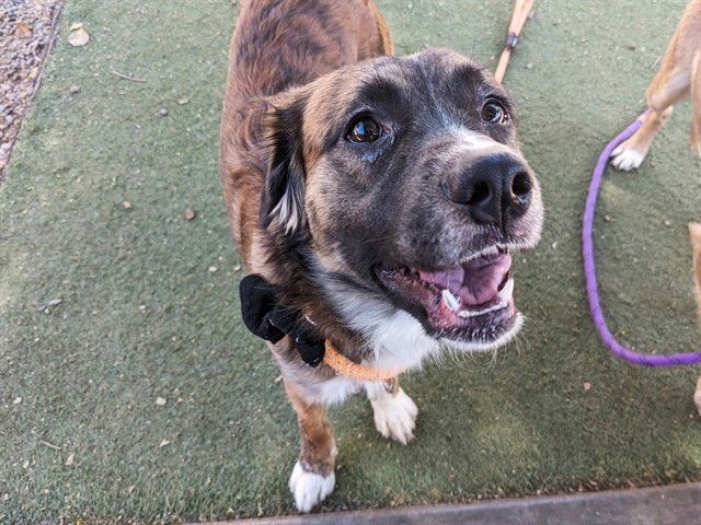 FUNYUN - Australian Shepherd / German Shepherd Dog available for adoption