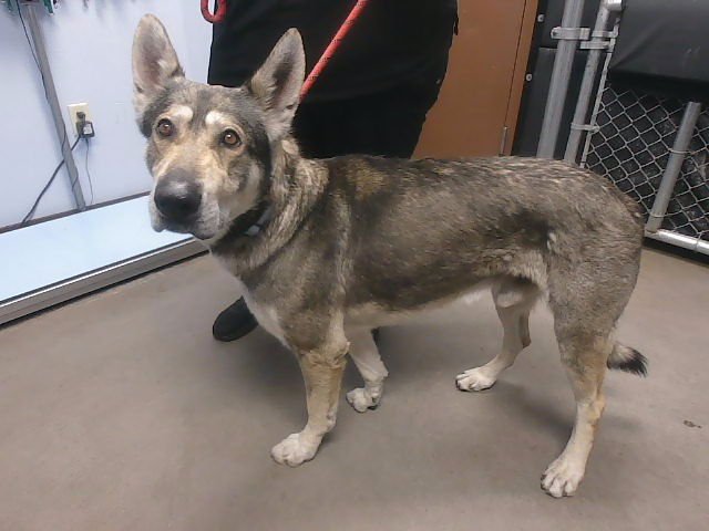 MR SMITH - German Shepherd Dog / Alaskan Malamute available for adoption