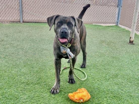 COFFEE - American Pit Bull Terrier available for adoption