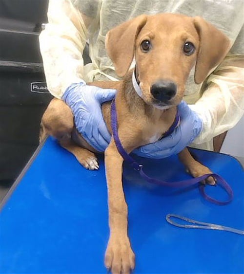DIDI - Redbone Coonhound available for adoption