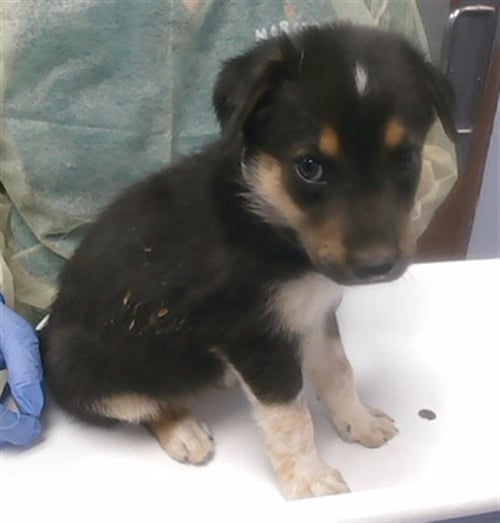 CHICKPEA - German Shepherd Dog available for adoption