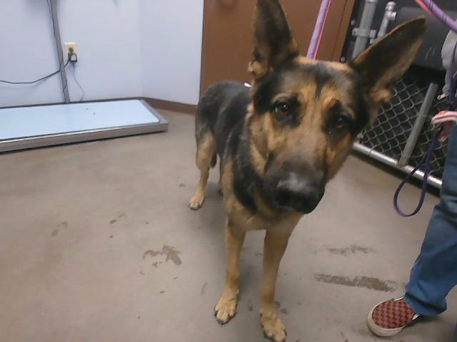 BENNY - German Shepherd Dog available for adoption