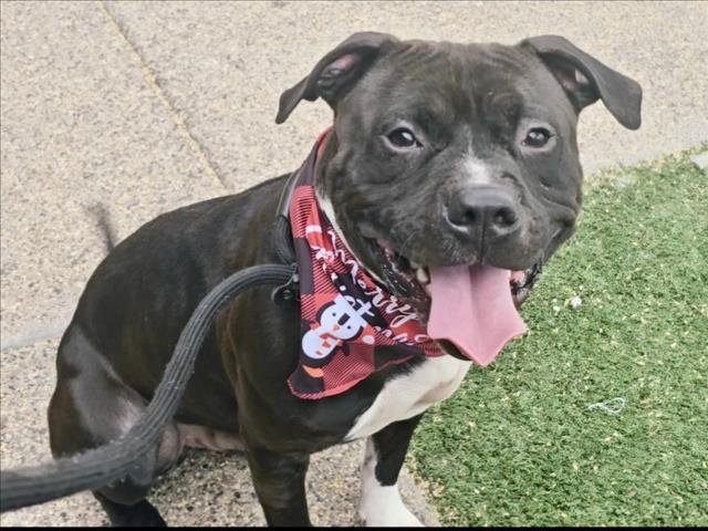 TEXAS - American Pit Bull Terrier available for adoption