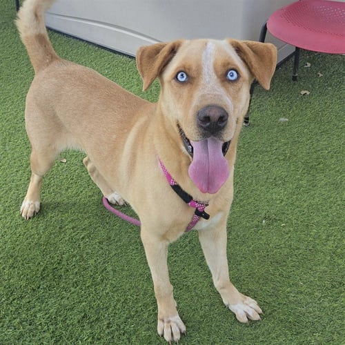 SYRUP - Labrador Retriever / Husky available for adoption