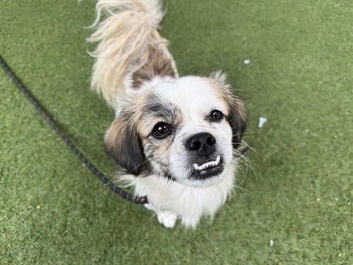DONUT - Chihuahua / Pug available for adoption