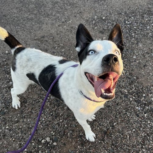 BLUE - American Pit Bull Terrier / Husky available for adoption