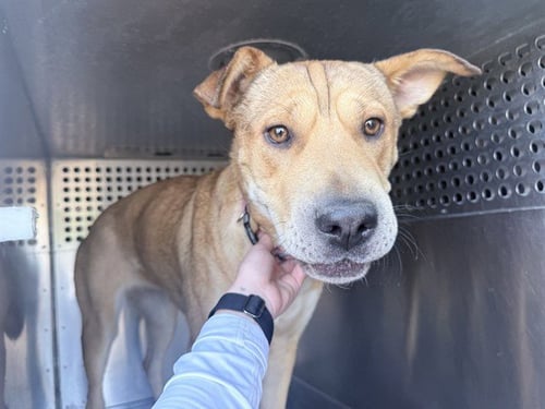 LYNN - Chinese Shar-Pei available for adoption