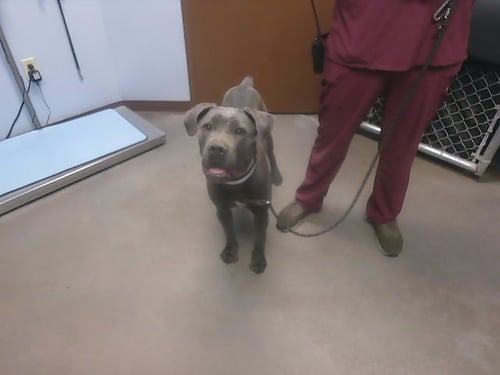 SQUIGGLE - Cane Corso Mastiff available for adoption