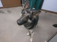 OPIE - Photo 1