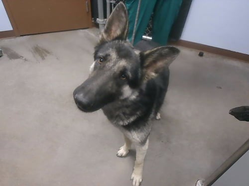 OPIE - German Shepherd Dog available for adoption