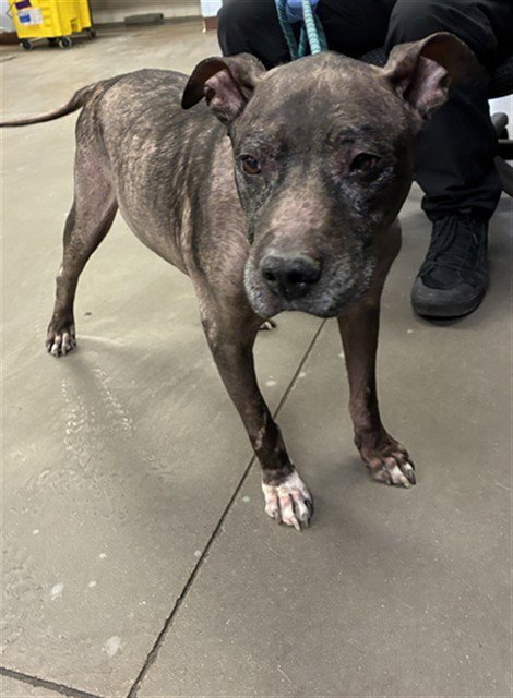 TITAN - American Pit Bull Terrier available for adoption