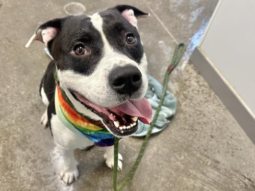 SHARPIE - American Pit Bull Terrier available for adoption