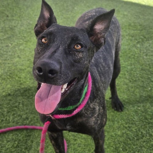BARBIE - Dutch Shepherd / American Pit Bull Terrier available for adoption