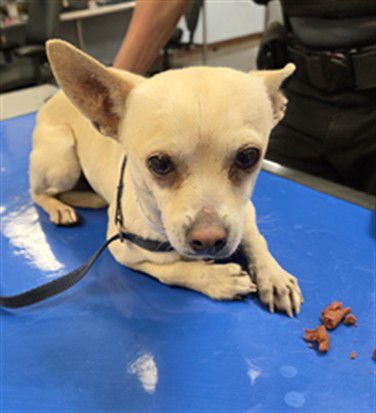 VINNIE - Chihuahua available for adoption