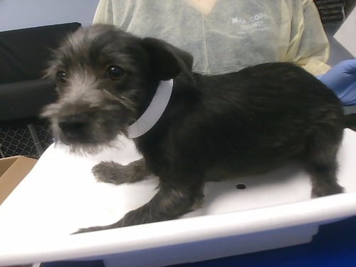 ASH - Cairn Terrier available for adoption