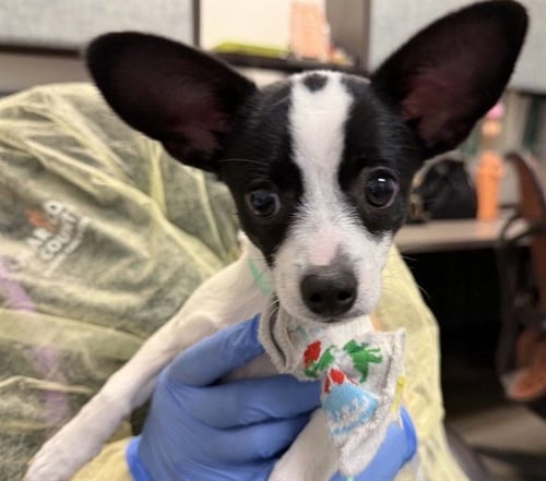 CHIQUITA - Chihuahua available for adoption