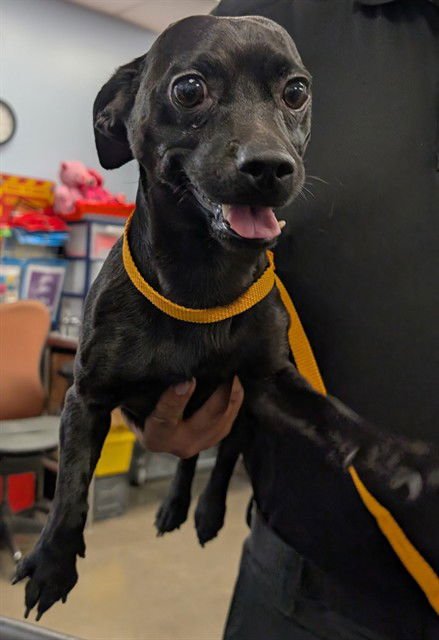 SUSHI - Chihuahua available for adoption