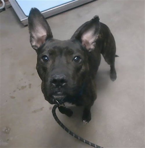GIGI - Staffordshire Bull Terrier available for adoption