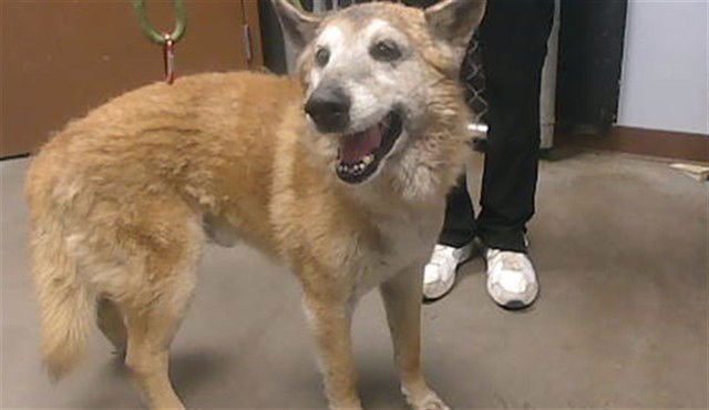 PASCAL - German Shepherd Dog available for adoption