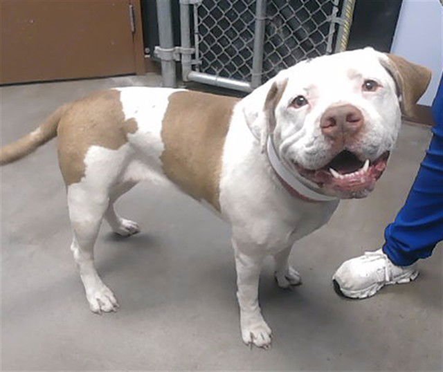 SPRINKLE - American Pit Bull Terrier available for adoption