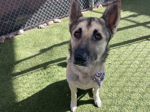 WOOFINATOR - German Shepherd Dog available for adoption