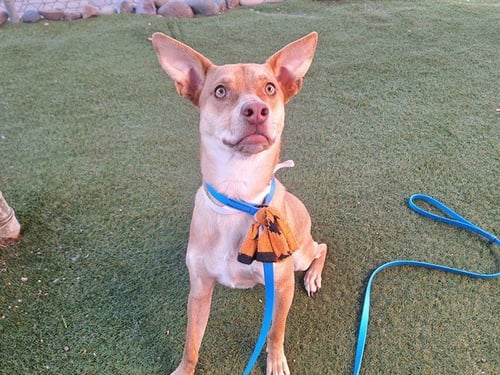 ALMOND - Carolina Dog available for adoption