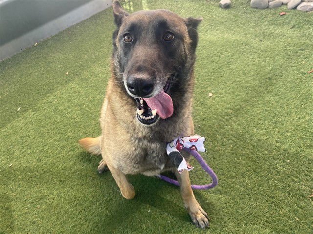 SHALLA - Belgian Shepherd Malinois available for adoption