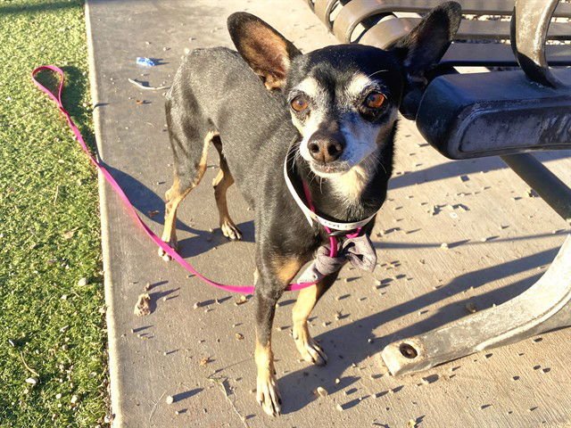 AMIGO - Chihuahua available for adoption