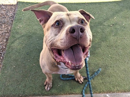MATEO - Staffordshire Bull Terrier available for adoption