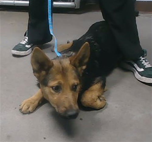 PRIUS - German Shepherd Dog available for adoption