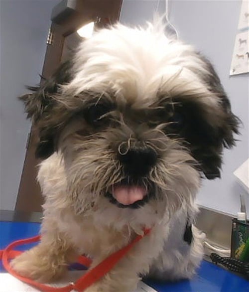 KRINGLE - Shih Tzu available for adoption