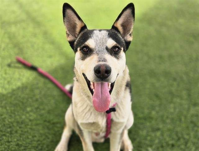 GUPPY - Husky available for adoption