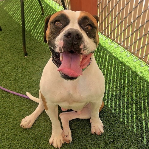 FRANCINE - Boxer available for adoption