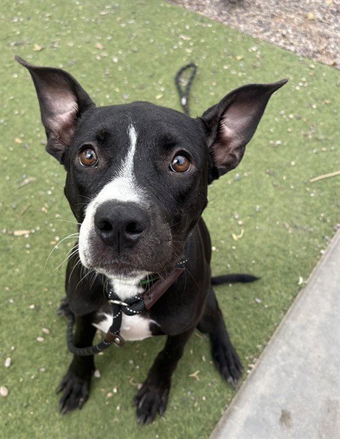 NIKE - American Pit Bull Terrier available for adoption