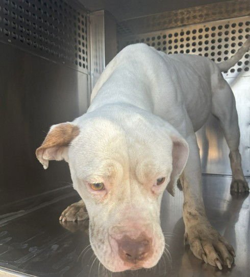 SOUP - American Pit Bull Terrier available for adoption